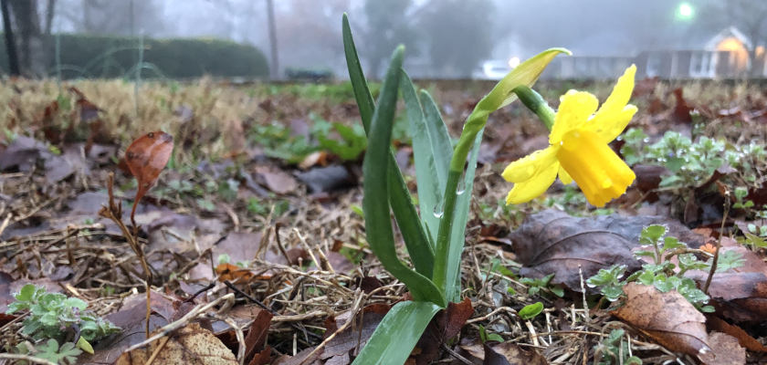  _378_https://ivannovation.com/wp-content/uploads/2019/03/Spring-Flowers-in-Greenville-South-Carolina.jpg