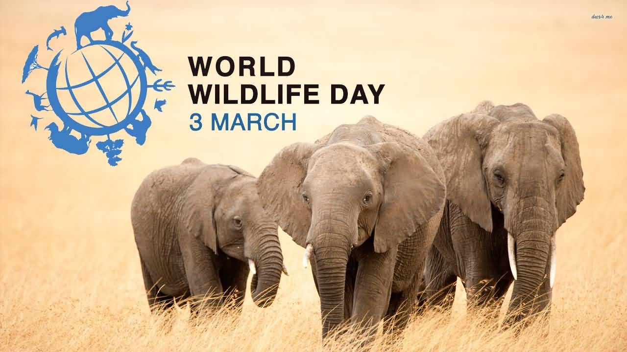 World-Wildlife-Day-3-March-Elephants-Picture