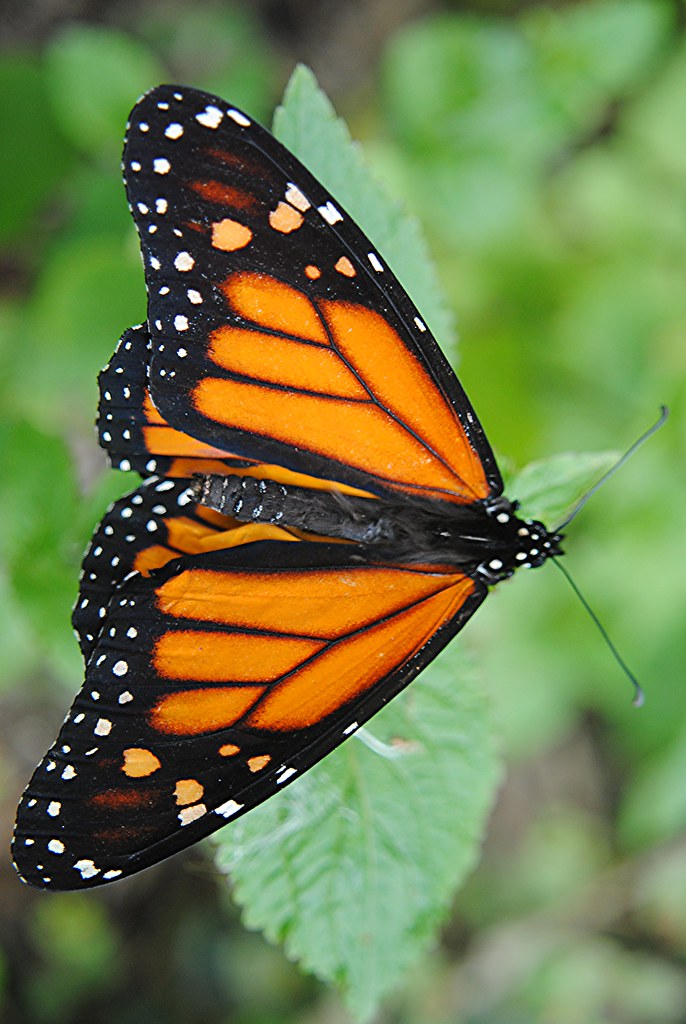 monarch-btfly.jpg